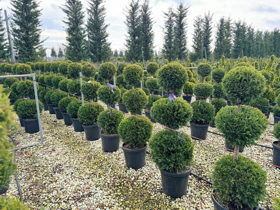 Leylandii super calitate 2,50m-3m, Ofer transport gratuit