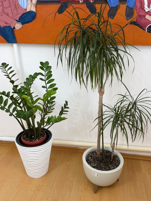 2 комнатных растений