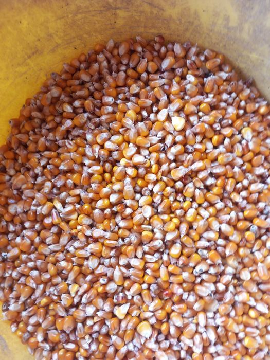 Vând grăunte sticlos  de mămăligă