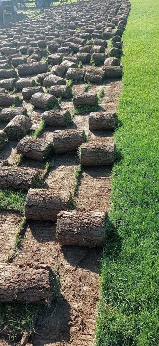 РУЛОННЫЙ ГАЗОН + доставка установка | Rulonli Gazon + yetkazib berish