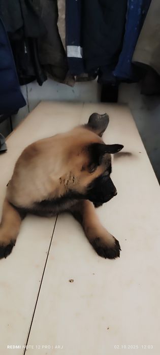 Бельгийские щенята малинуа