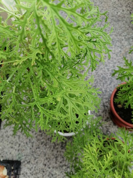 Холандско и българско индришета!