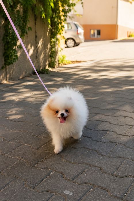 Femelă de pomeranina