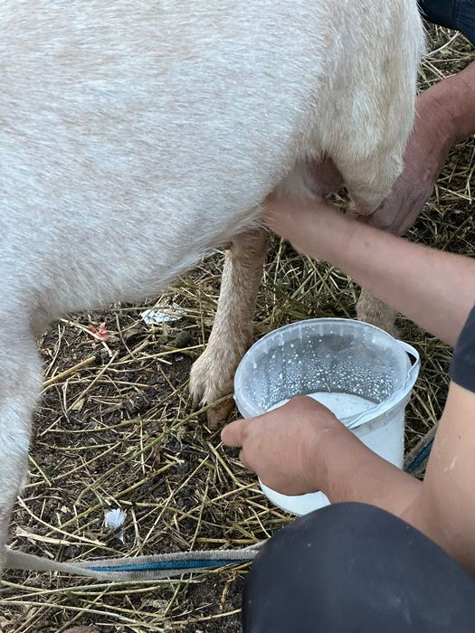 козы доиные.. молочные