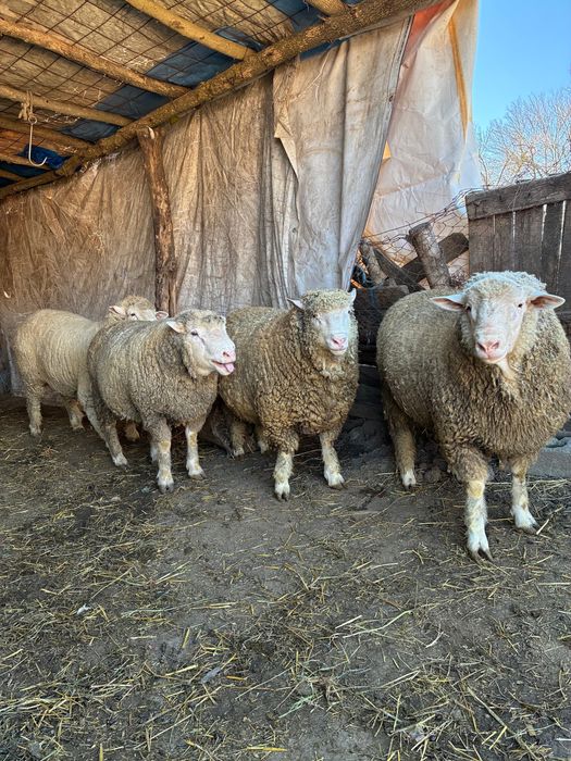 Berbecuti Il de France de monta