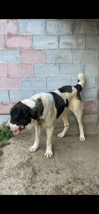 Продам тяж Алабай 1.2 кабель сао