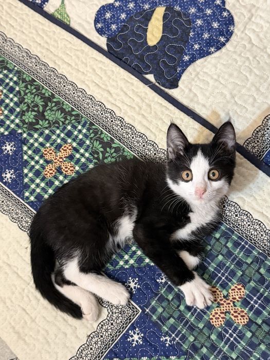 Котенок в добрые руки