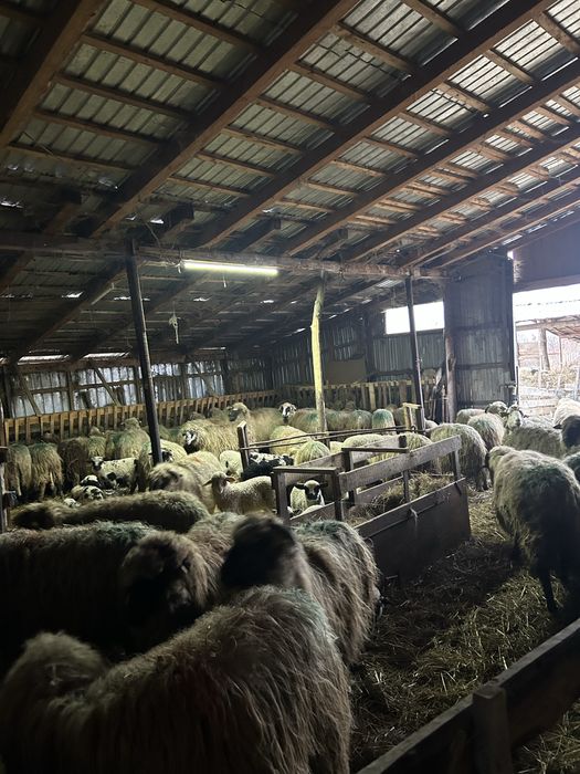 De vanzare oi cu miei