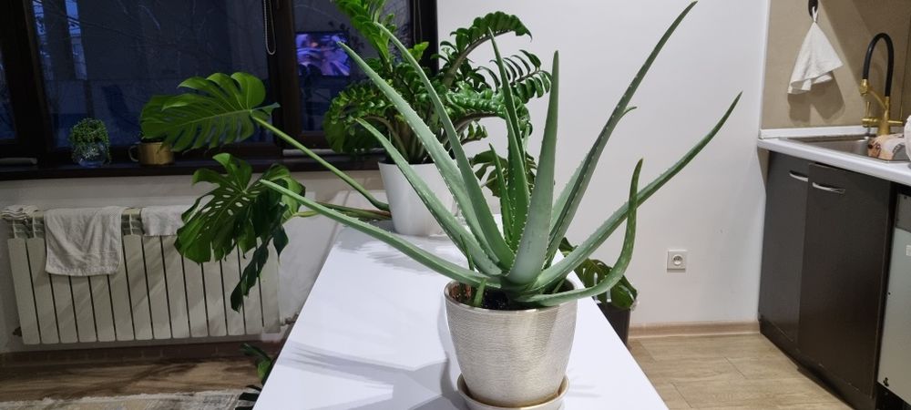 Алое, комнатное растение