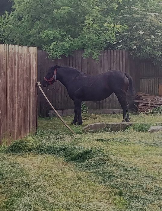 Iapa de 3 ani.,foarte frumoasa.