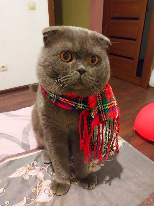 Британец котенок