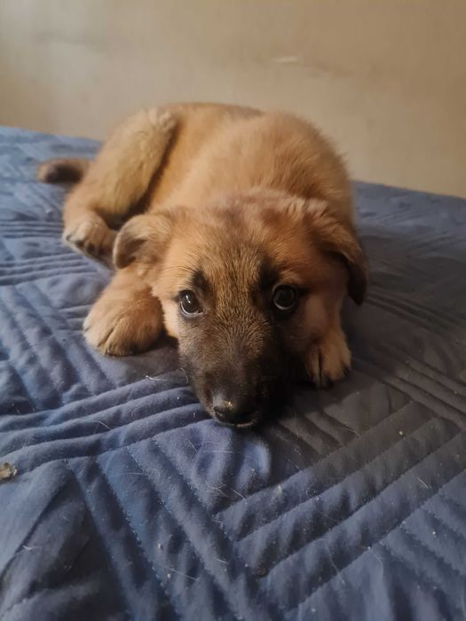 Щенок девочка дворняжка метиска бесплатно