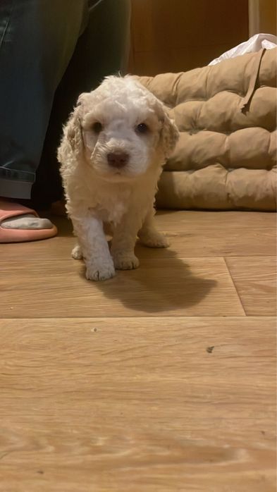 Кученца лагото романъоло