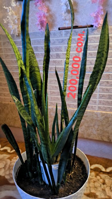 Цветы,Пальмы,с бонусом.