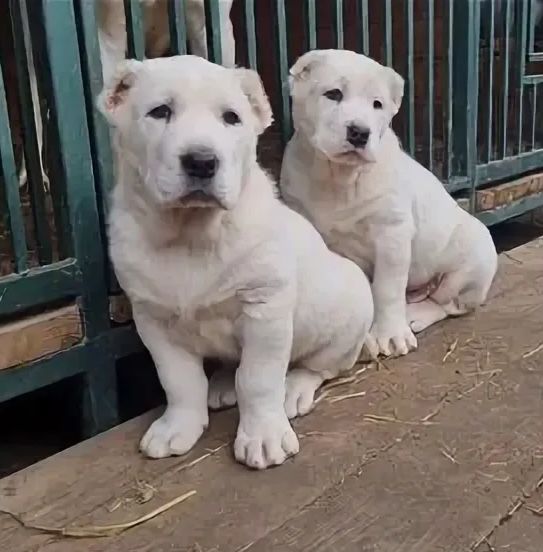 Алабай 3 айлык а