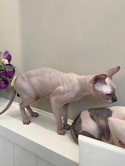 Донской сфинкс, резинка,шикарный производитель