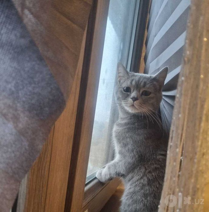 Кошка, отдаю даром в хорошие руки