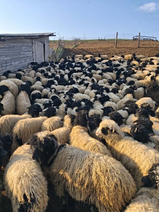 Vând miei. Lot 700 de miei