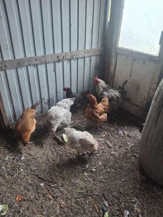Продам куры, петух