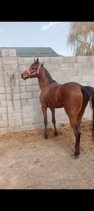 Таза қанды айғыр сатылады.