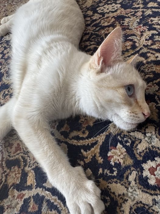 Отдам кота в хорошие руки