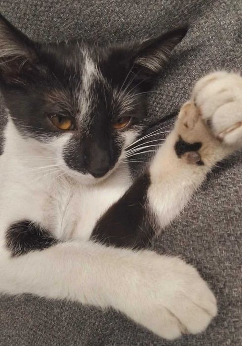 Коте Марс търси дом