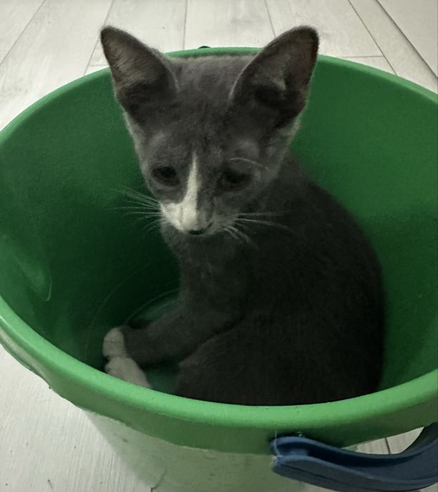 Маленький котенок мальчик