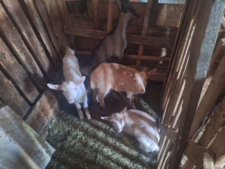 De vânzare 4 capre și 4 iezi