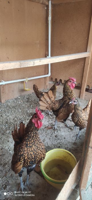 Сибрай жужалари сотилади