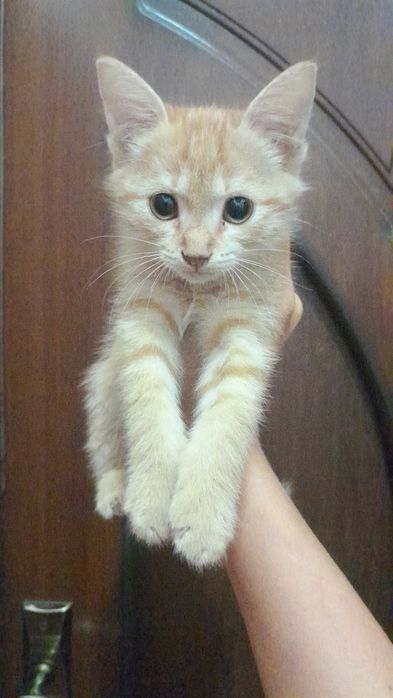 Котенок персик маленький