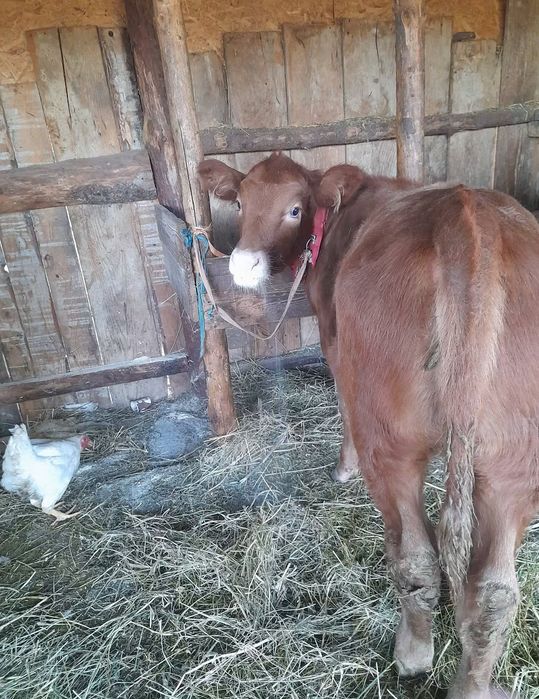 Vând vițică angus