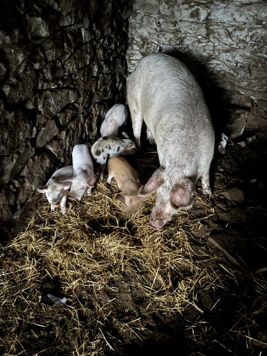 Продавам прасета