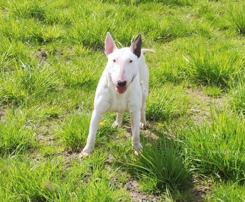 Pui Bull terrier