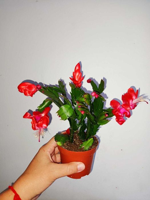 Коледниче/ Шлумбергера ЖЪЛТО,оранжево,бяло,розово,цикламено,червено