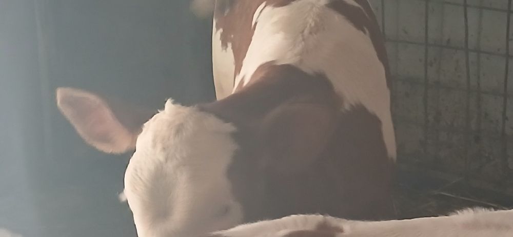 Vitei de lapte și intarcat