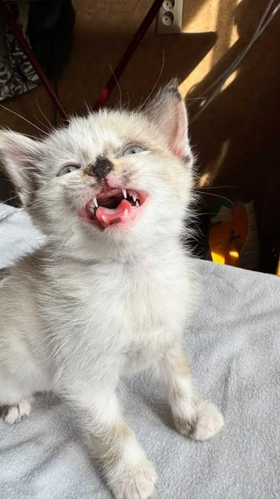 Голубоглазая кошечка 2 месяца