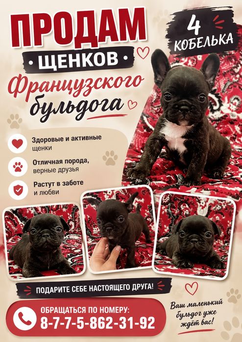 Бульдог Французский