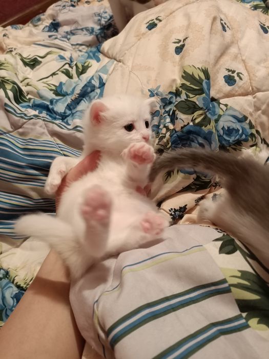 Добрые руки котенки