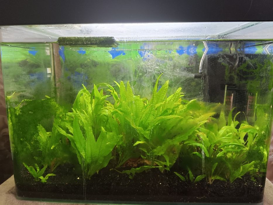 Продам аквариум 30л с растениями