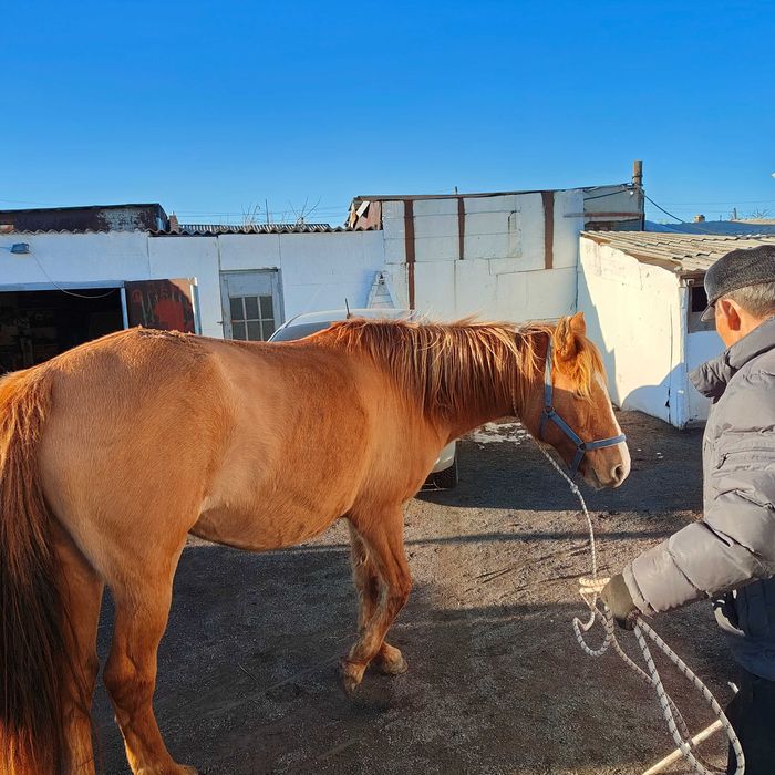 Бие сатамын, Кобыла продаю