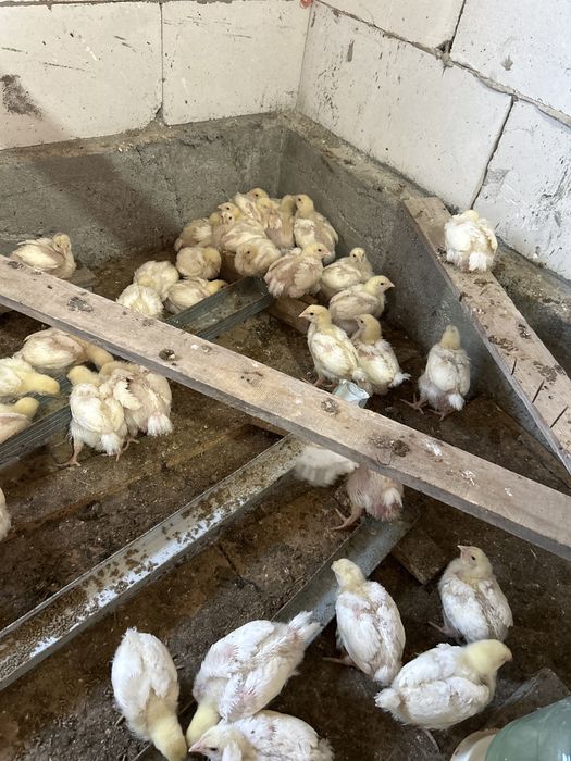Срочно продам Цыплята бройлерные