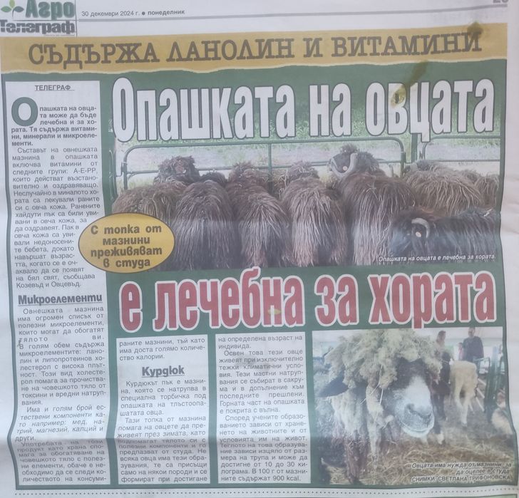 Овча лой, овча мазнина