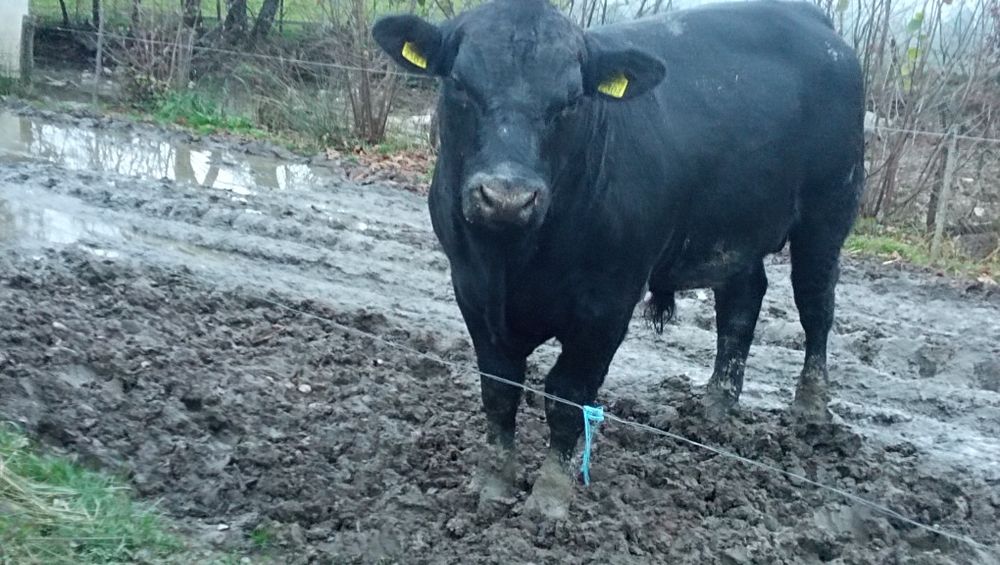 Taur Angus reproducție