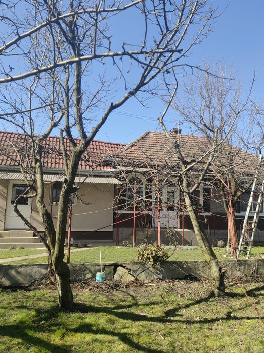 Tund tai toaletez arbori / pomi fructiferi / ornamentali