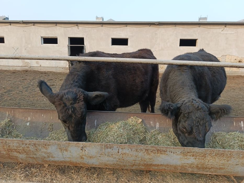 ангус ғуножинла сотилади хомиладор