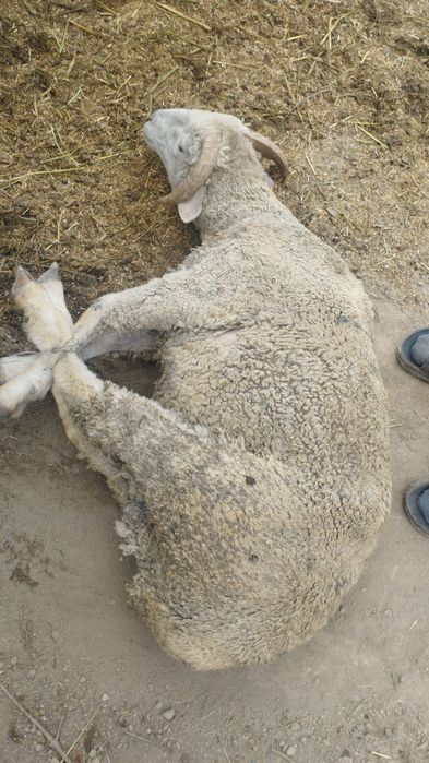 Кой Баран кои бараны Баран Кои