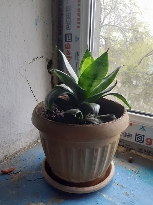 Комнатные цветы продам