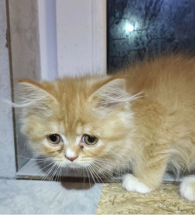 British golden longhair