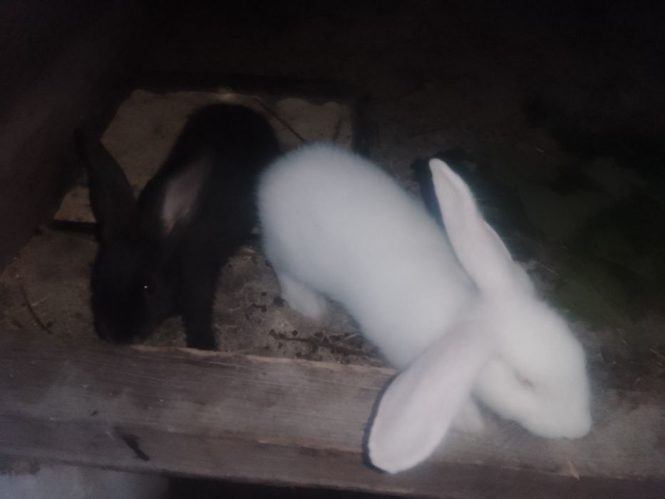 Vând iepurii,12 iepurașii