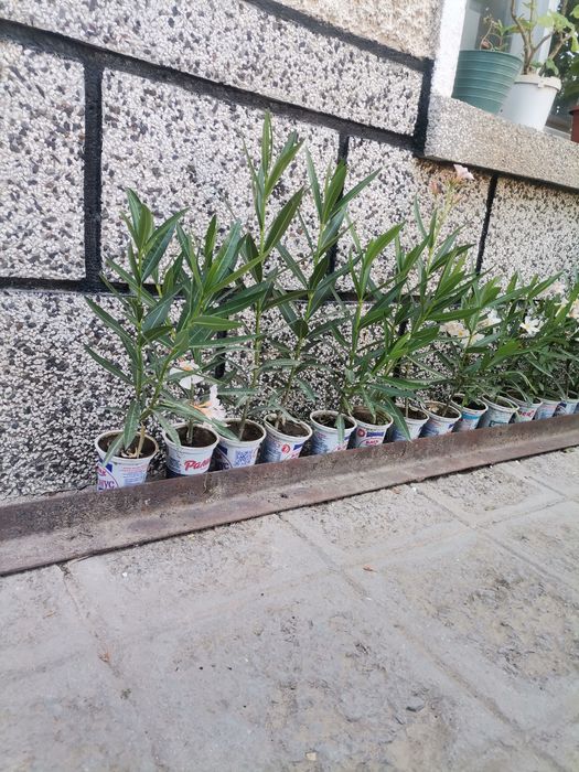 ПРОМОЦИЯ Зокум / Олеандър